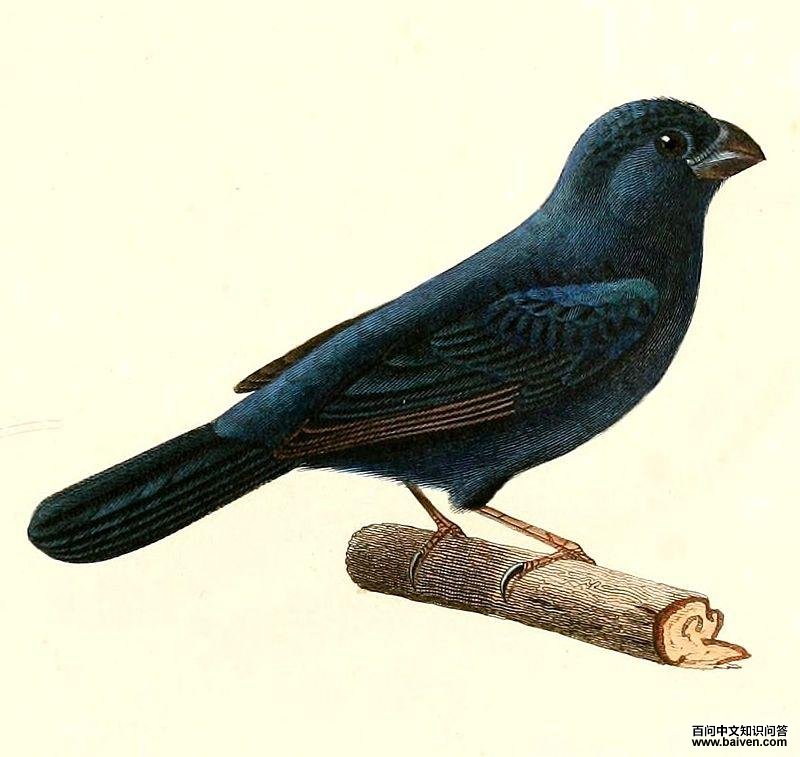 ������c��ͼƬ