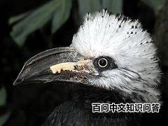 �׹�����Ϭ��