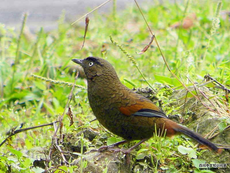 �������̵�ͼƬ