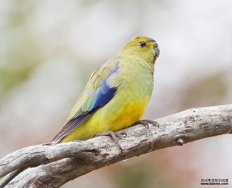蓝翅鹦鹉 蓝翅鹦鹉的图片