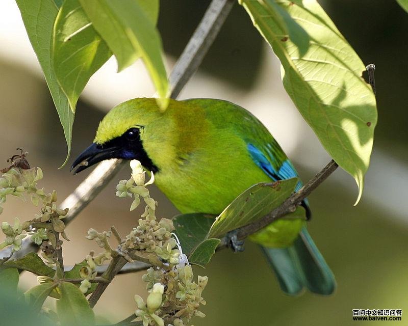 蓝翅叶鹎 蓝翅叶鹎的图片
