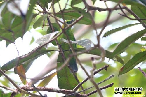 ����Ҷ��