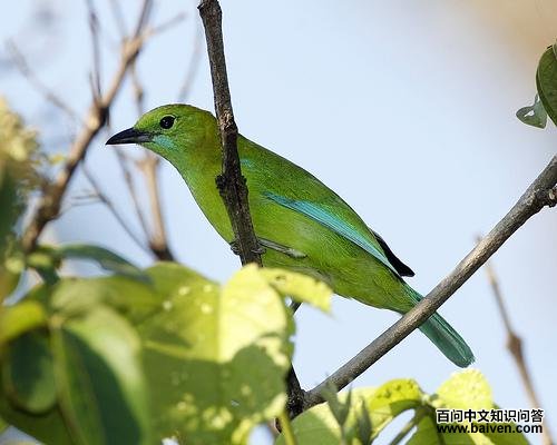 ����Ҷ��