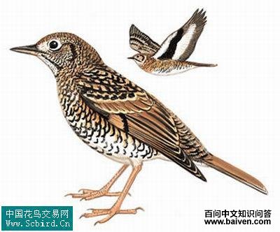 ����Ҷ��