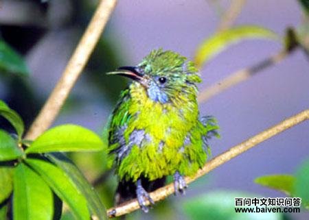 ����Ҷ��