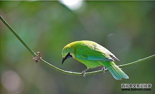 ����Ҷ��