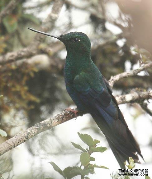 ���������ͼƬ