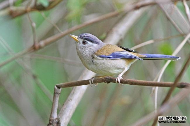 ����ϣ��