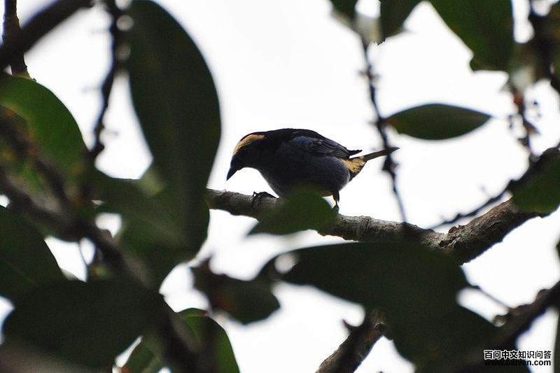 白冠唐加拉雀 白冠唐加拉雀的图片