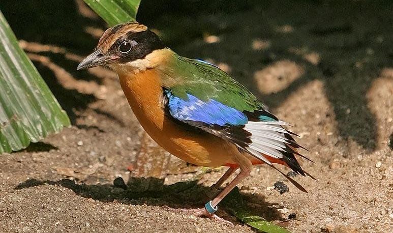 蓝翅八色鸫 蓝翅八色鸫的图片