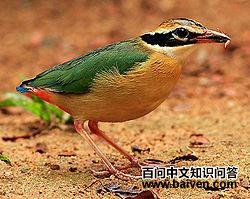 �����ɫ�