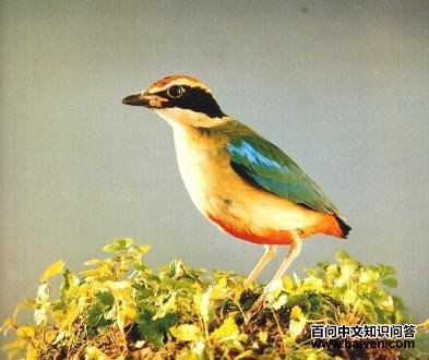 �����ɫ�