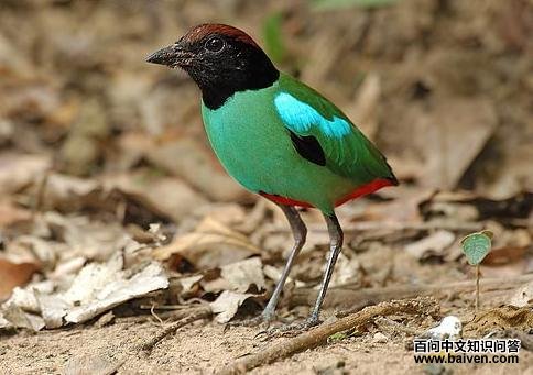 �����ɫ�