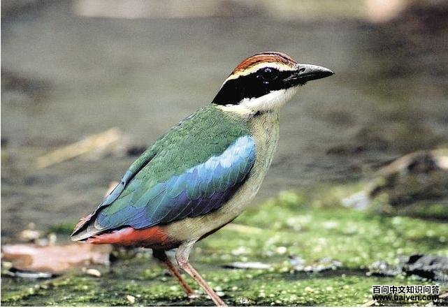 �����ɫ�