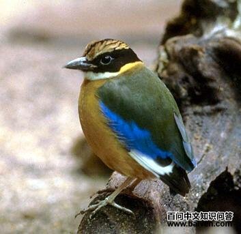 �����ɫ�