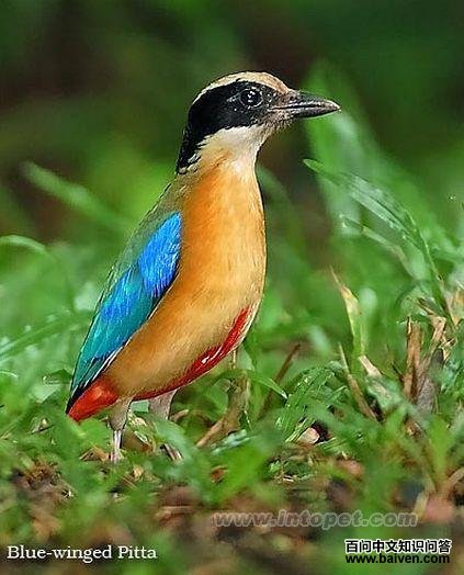 �����ɫ�