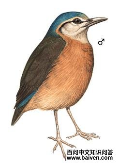 ������ɫ�