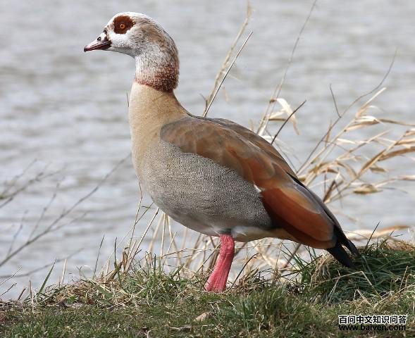 埃及雁 埃及雁的图片