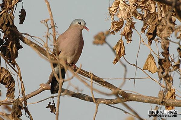 蓝斑森鸠 蓝斑森鸠的图片