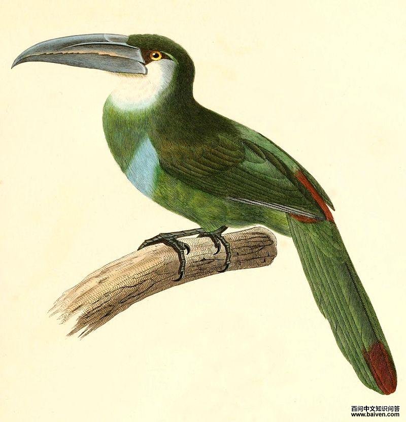 蓝斑巨嘴鸟 蓝斑巨嘴鸟的图片