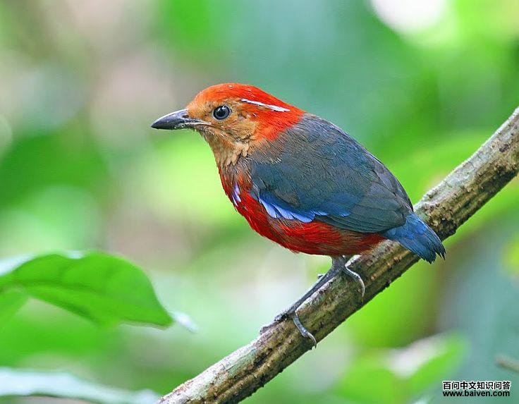 蓝斑八色鸫 蓝斑八色鸫的图片