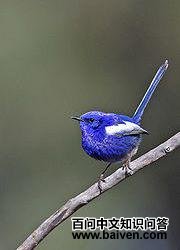 ����ϸβ��ݺ��ͼƬ