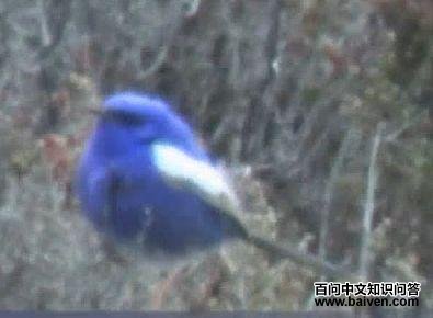 ����ϸβ��ݺ