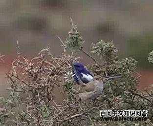 ��ͼ������ϸβ��ݺ