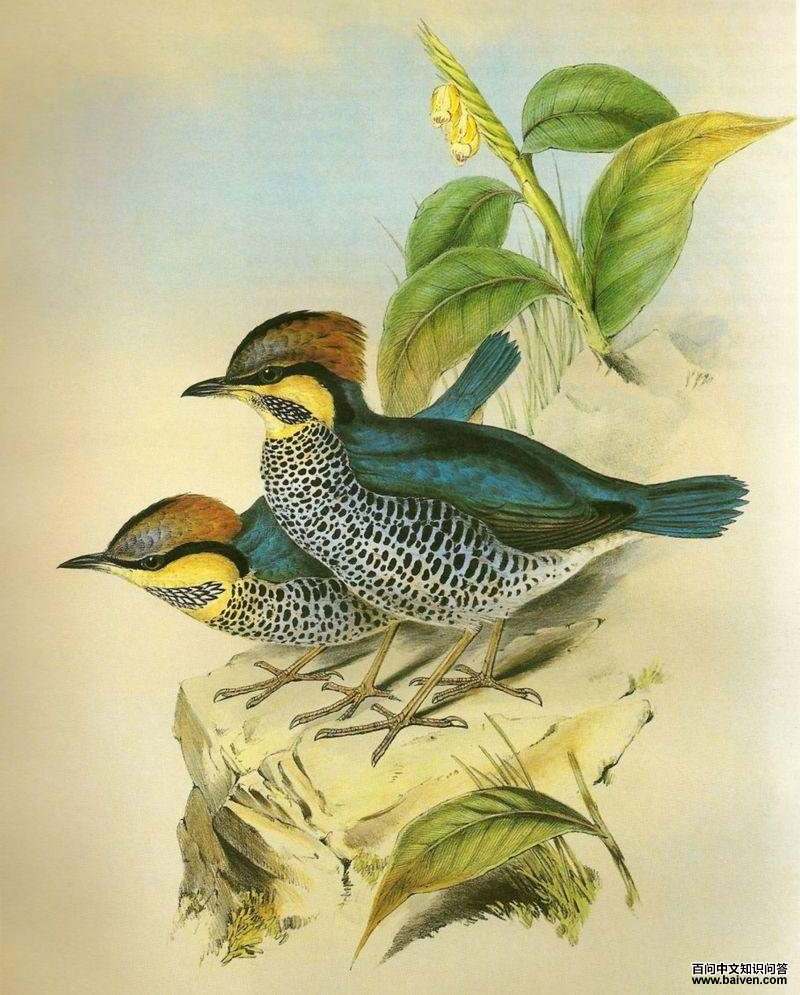 ����ɫ𴣺��̬����ͼ