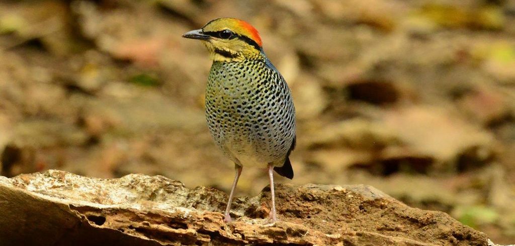 ����ɫ𴣨����̩����