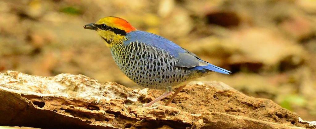 ����ɫ𴣨����̩����