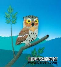 兰屿角鸮 兰屿角鸮的图片