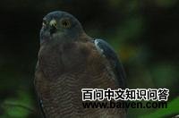 ����ȸӥ��ͼƬ