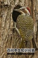 赖氏啄木鸟 赖氏啄木鸟的图片