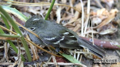 白冠拟霸鹟 白冠拟霸鹟的图片