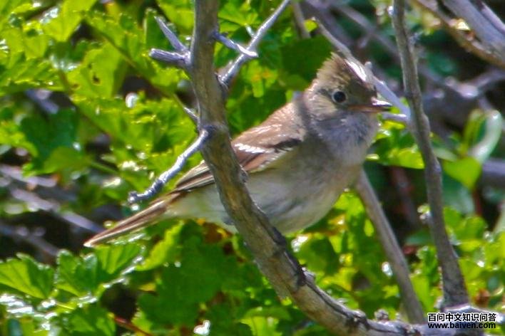 �׹�����l