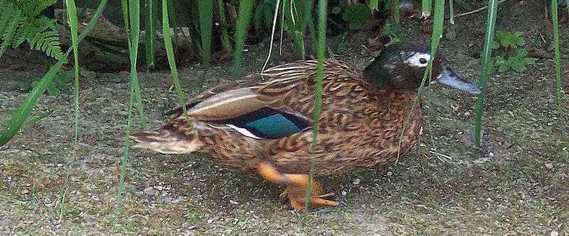 ����Ѽ��ͼƬ