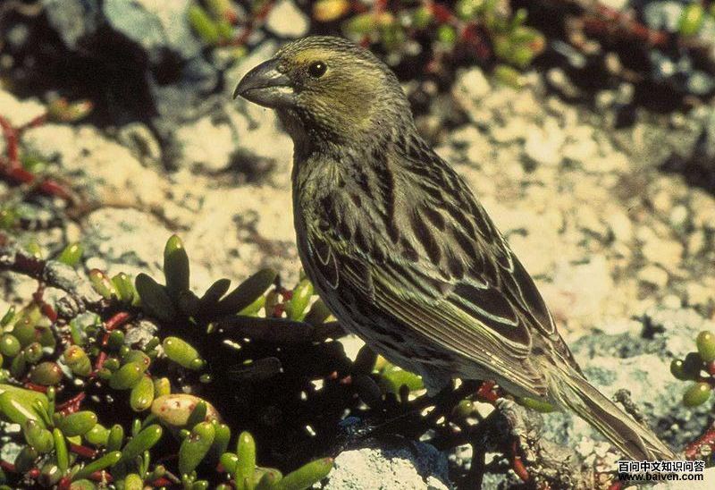 ���������ȸ��ͼƬ