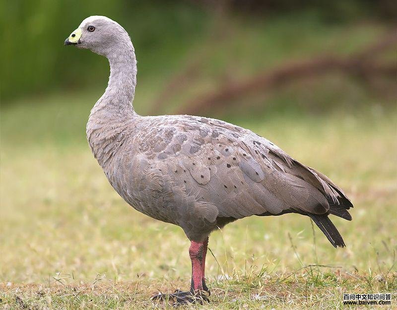 蜡嘴雁属 蜡嘴雁属的图片