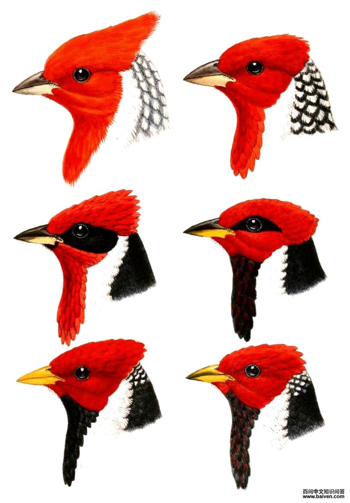 �����c����ͼƬ