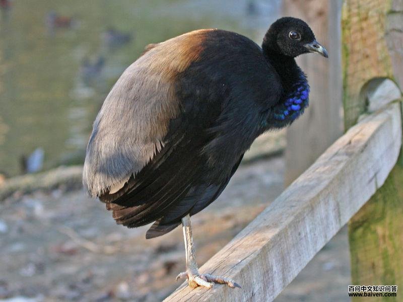 ������Ƶ�ͼƬ