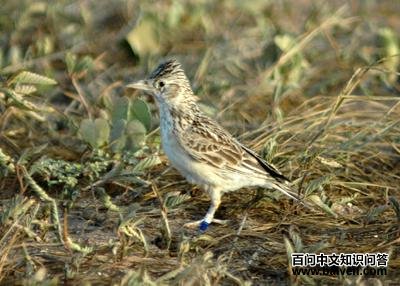 ������ȸ��ͼƬ