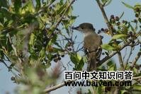 拉氏蝇霸鹟 拉氏蝇霸鹟的图片