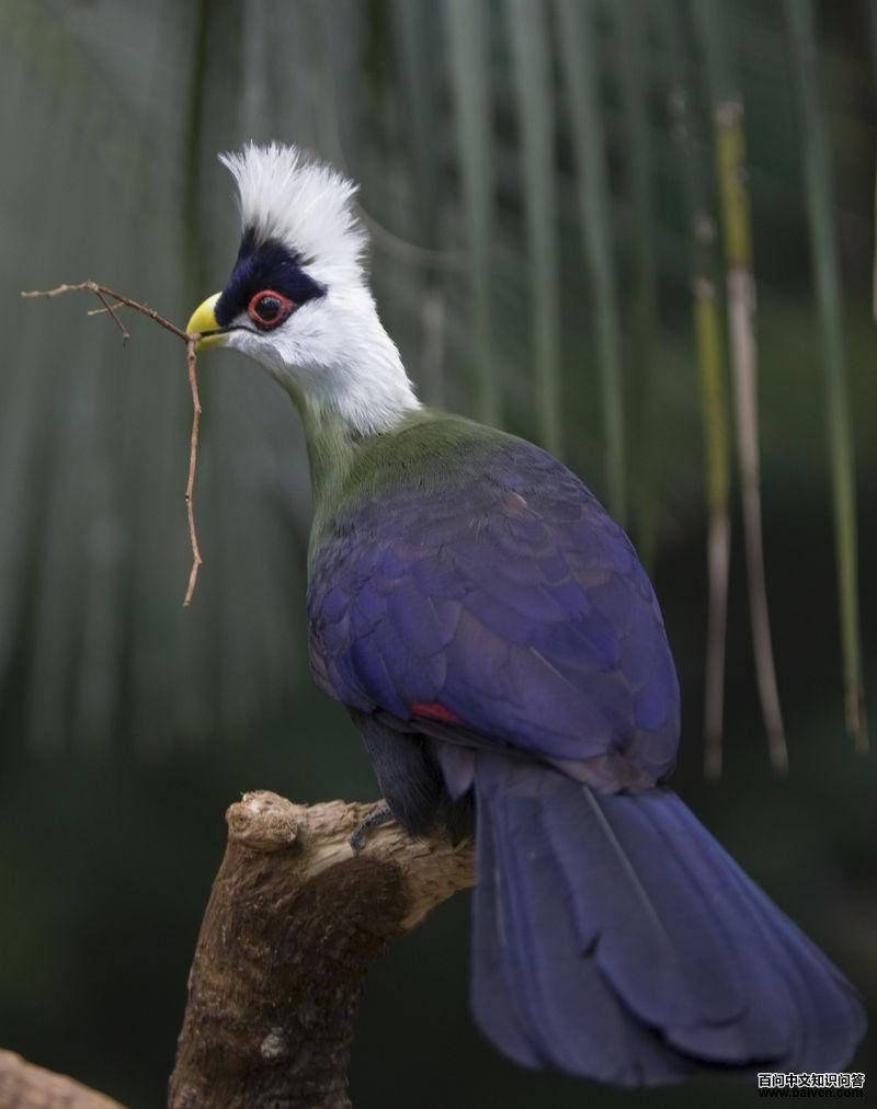 白冠蕉鹃 白冠蕉鹃的图片