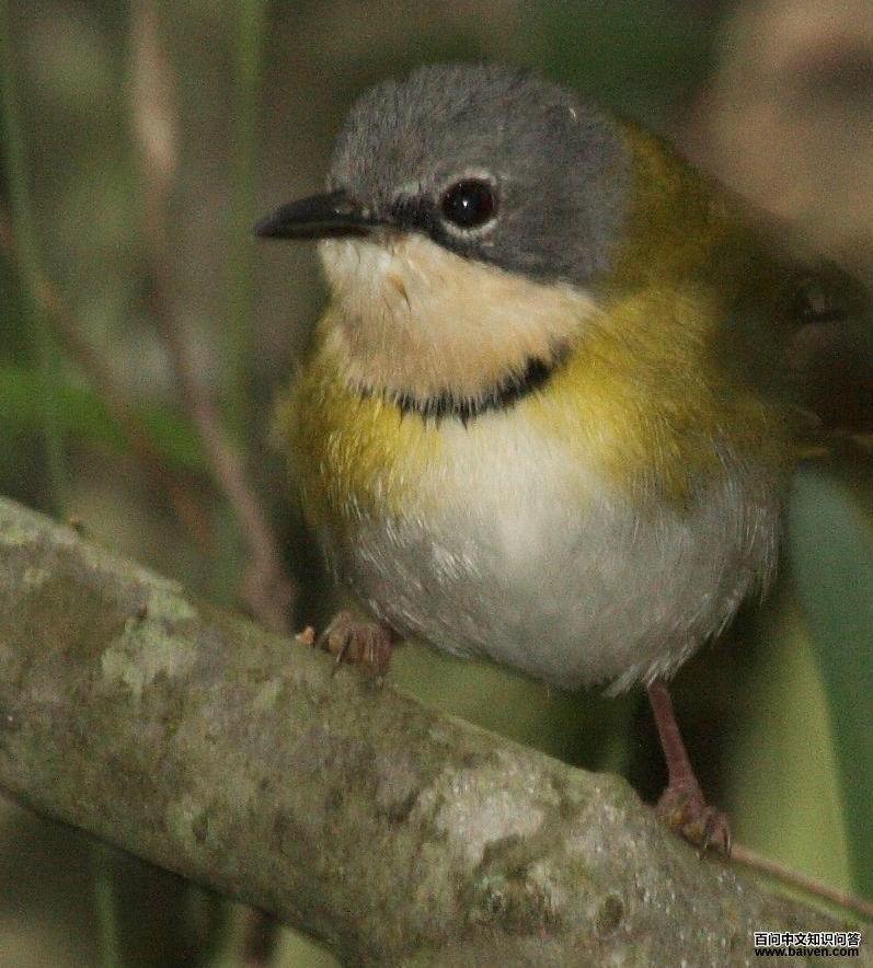 拉氏娇莺 拉氏娇莺的图片