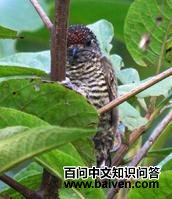 拉氏姬啄木鸟 拉氏姬啄木鸟的图片