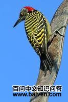 ������ľ��