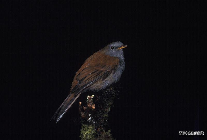 拉美孤鸫 拉美孤鸫的图片