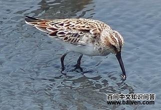 阔嘴鹬 阔嘴鹬的图片