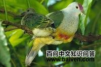 拉罗果鸠 拉罗果鸠的图片